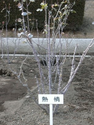 �悭�R�������ł�